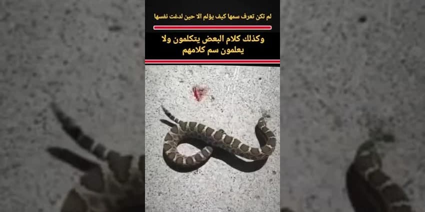 غلاف الفيديو