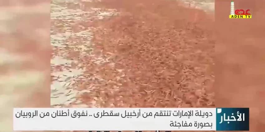 غلاف الفيديو